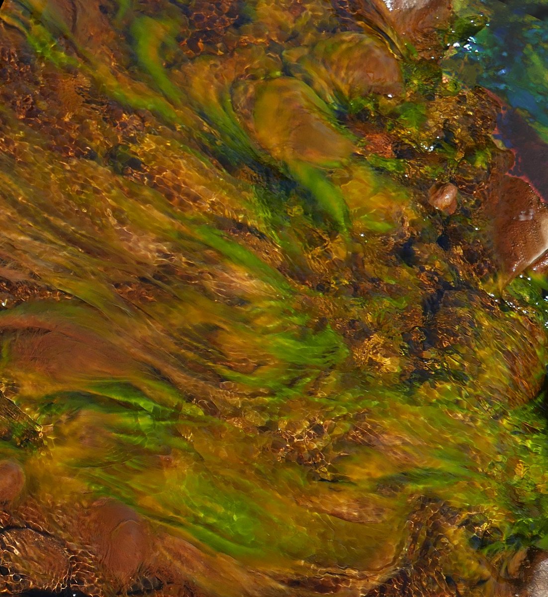 0lymanO's tweet photo. Alien Invasion
Pennine Algae https://t.co/eBORpXFGF1