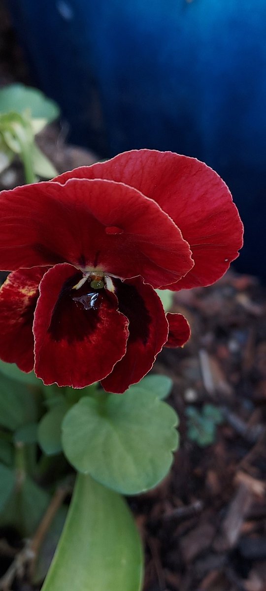 PerishedGarden's tweet photo. #MarsTuesday If the color of this #Pansy does not represent the red planet, I don't know what does!
Fallow the gardens journey in my #youtube Front Border W13 https://t.co/8f49n0d0nO
#RedTuesday #Tuesday #flowers #plants #Garden #diygarden #blooms #GardensHour #Red #RedFlowers https://t.co/fWC86EhJ5Z
