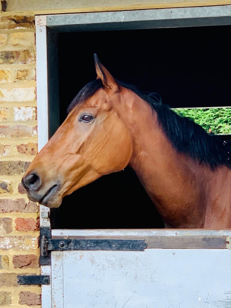 BillyLeaver_'s tweet photo. AGENT OF FORTUNE 
Settled in nicely at her new yard, she’ll now be trained by Brett Johnson in Epsom. 
Shares are still available in this 11 time winning mare. 
Lease 5% share for £69 a month. 

I don’t use Twitter often but will try to start posting more on here. https://t.co/CcVX2KBDep