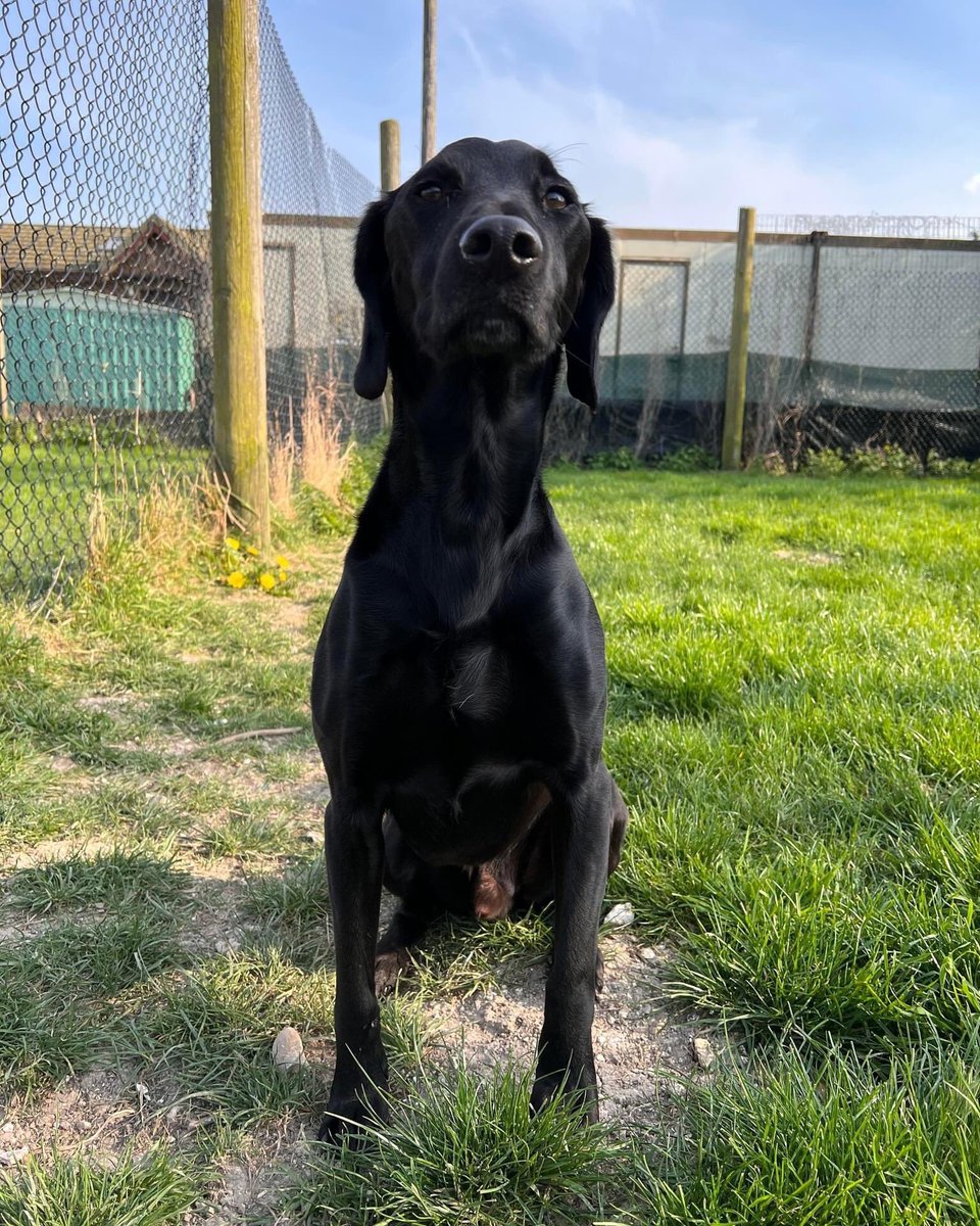 SpanielAidUK's tweet photo. Alby is now available for adoption. Please refer to his full write up and apply if a suitable match 
https://t.co/Zpem1SGmMG

#AdoptDontShop #spanielaiduk https://t.co/LAbh39BUlS