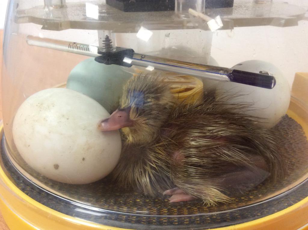NET_Abbotsweld's tweet photo. Ducklings๐ฆ || Reception have been learning about the life cycle of a duck in Science. They had duck eggs and witness one hatch! How cute is their new classmate? #netacademies #shapingfutures #reception #eyfs #lifecycle https://t.co/6IlOioFXf6