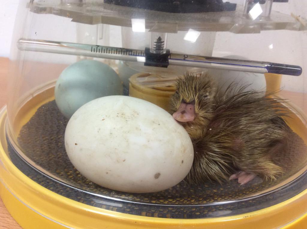 NET_Abbotsweld's tweet photo. Ducklings๐ฆ || Reception have been learning about the life cycle of a duck in Science. They had duck eggs and witness one hatch! How cute is their new classmate? #netacademies #shapingfutures #reception #eyfs #lifecycle https://t.co/6IlOioFXf6