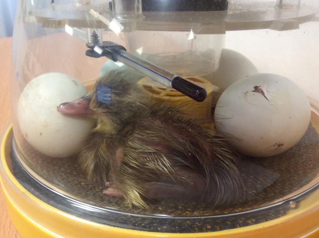 NET_Abbotsweld's tweet photo. Ducklings๐ฆ || Reception have been learning about the life cycle of a duck in Science. They had duck eggs and witness one hatch! How cute is their new classmate? #netacademies #shapingfutures #reception #eyfs #lifecycle https://t.co/6IlOioFXf6