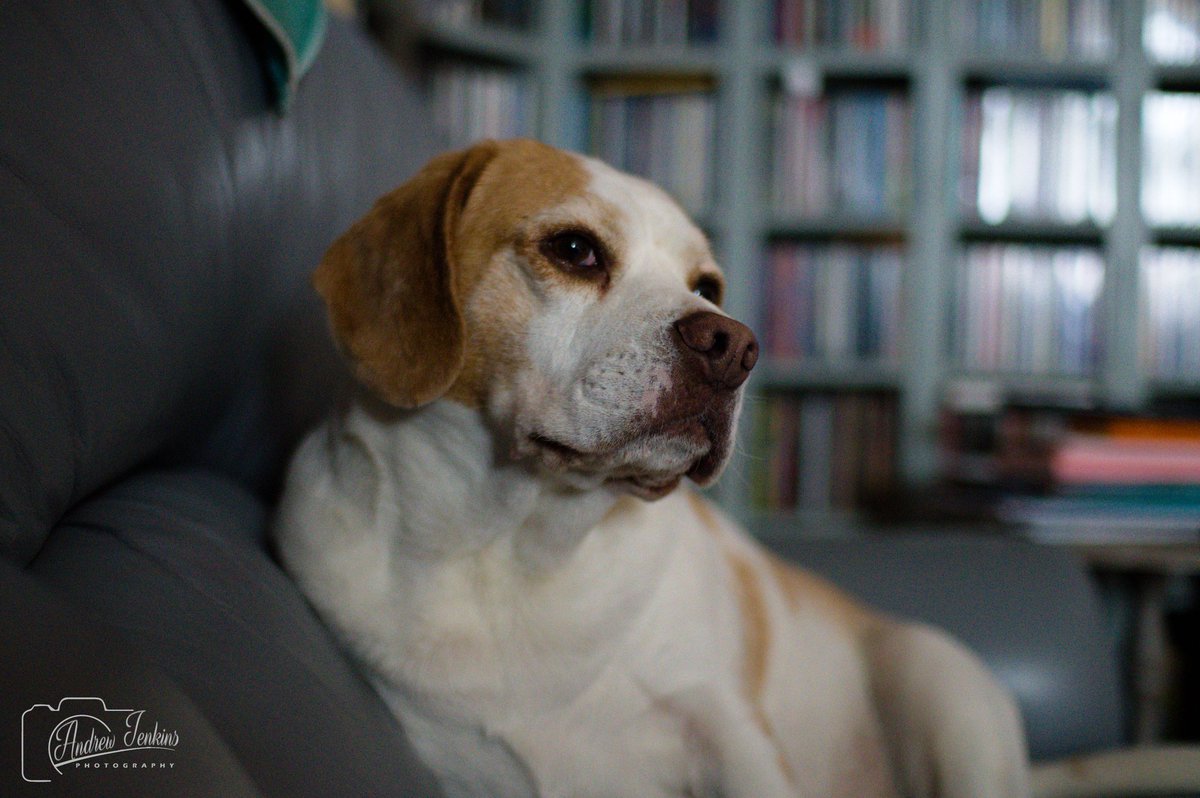MontyBeagle's tweet photo. Dad said I's looking gud. I finks it just a excuse to play wiv his new camera.
@beaglefacts #beagles #DogsofTwittter https://t.co/0ScvynOv4S