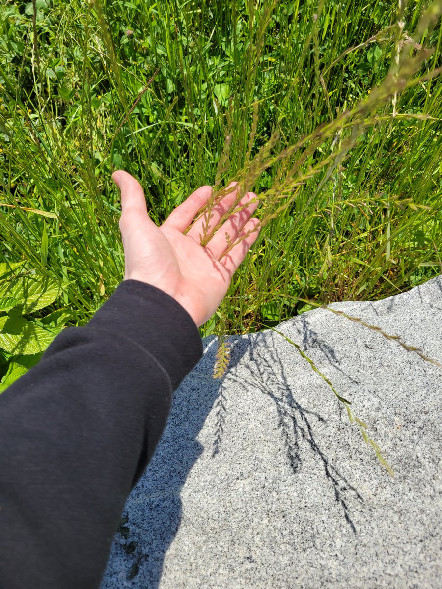 Finnlious's tweet photo. I did it, i touched grass. Thank you to the instalock Reyna for the advice. Guiding others to a treasure they cannot possess. ❤️ https://t.co/gCuCL4IXpk