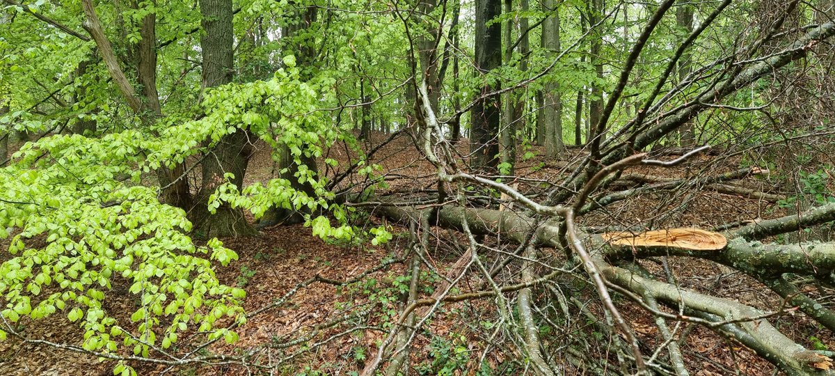 MortenDDHansen's tweet photo. Hey #dkpol. Nu kommer I lige med på dagens skovtur på Molslab. Urørt skov. Med helårsgræsning. Så kan I se, hvad det kan. Det er sådan, naturnationalparkerne kan blive, hvis man gør det rigtigt. 😍Læn jer tilbage, og inhalér. #rewilding #dknatur #devilde20ere [1/7] https://t.co/ADbrVntqdh