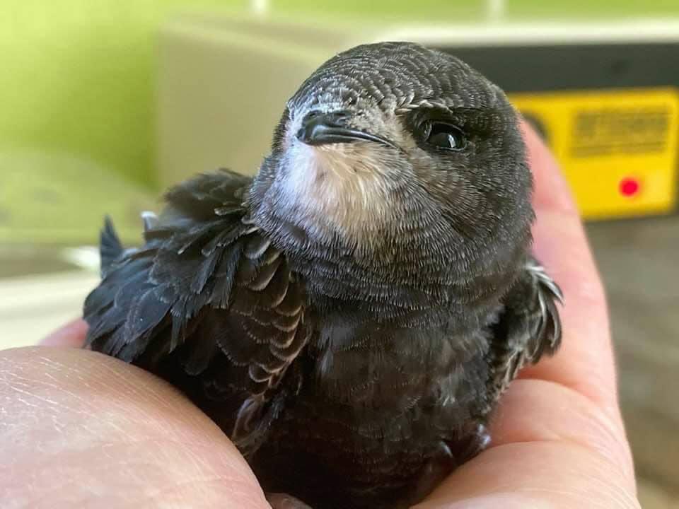 ❗ What to do when finding a grounded swift THREAD❗RETWEET If you find a grounded swift, please never throw the bird in the air or hold them out the window.