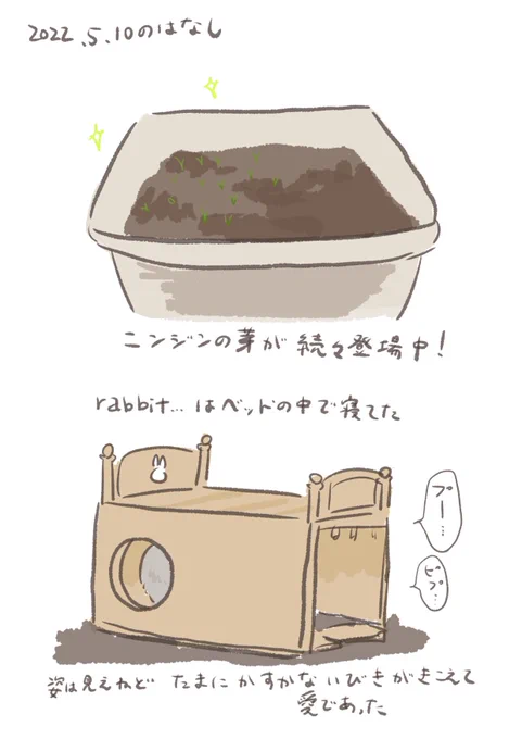日付け変わって昨日のrabbit…
#うさぎのいる生活 
