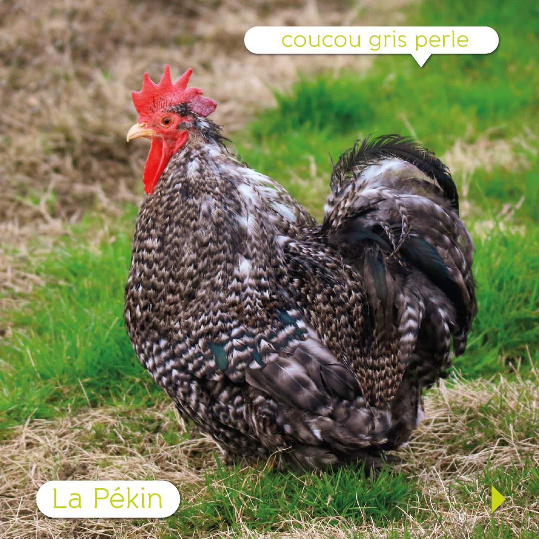 FermedeBeaumont's tweet photo. 🐔 La poule #BantamdePékin est une petite boule de plumes très mignonne. 😍 Elle se différencie grâce à ses pattes emplumées et à son #plumage, parfois frisé, qui font tout son charme ! https://t.co/aC5ahDTz6h