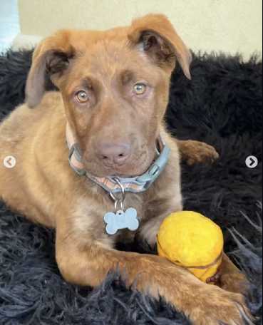 pets911id's tweet photo. Are you a big dog lover?? 

Meet this gorgeous girl! Tessa is an outgoing, super friendly pup who makes fast friends with other dogs and people.

https://t.co/BFOjsb6GvC https://t.co/R4pXx889n3