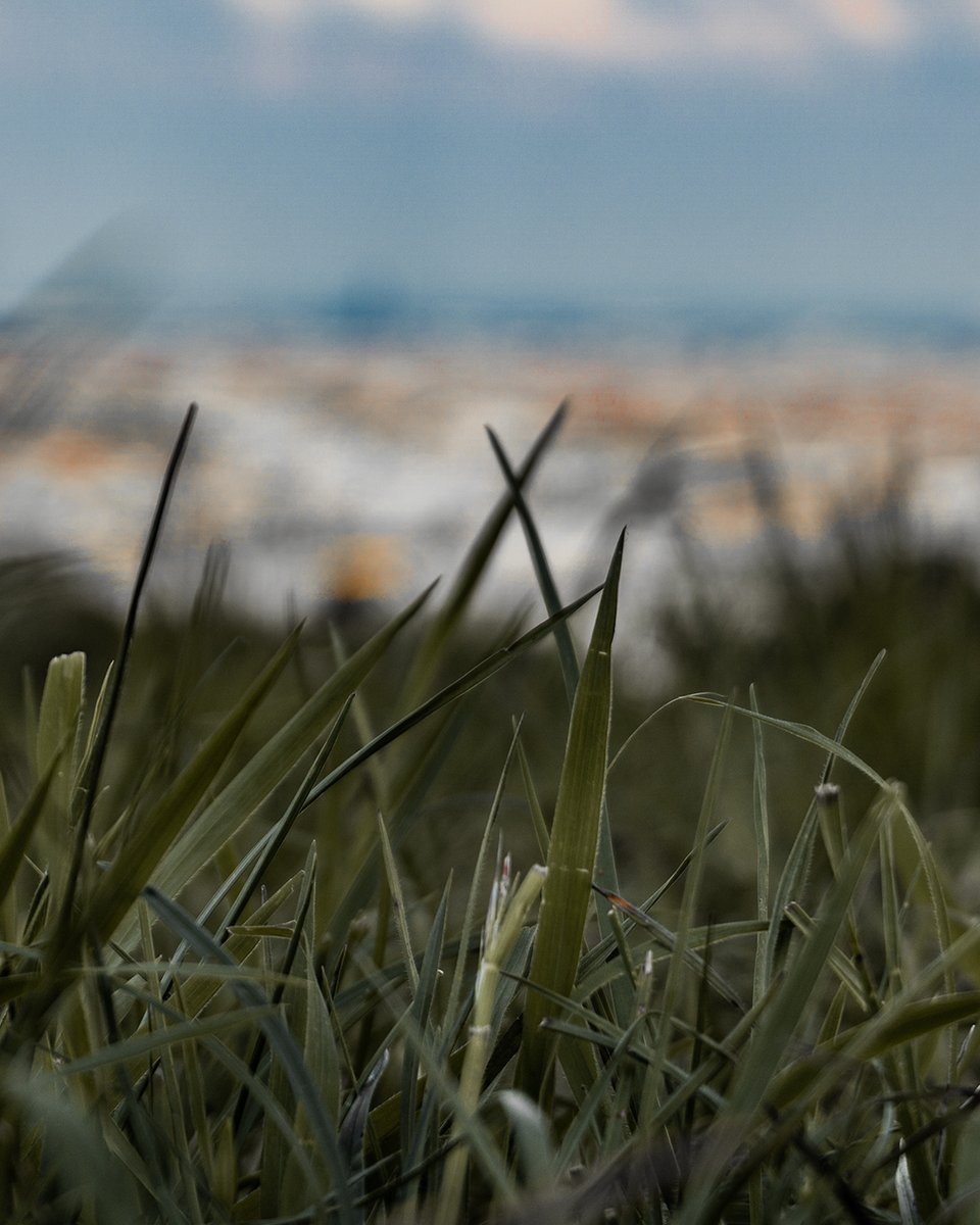 Just some grass. 
Enjoy, thanks and see ya.

#photography #art #green #outdoors