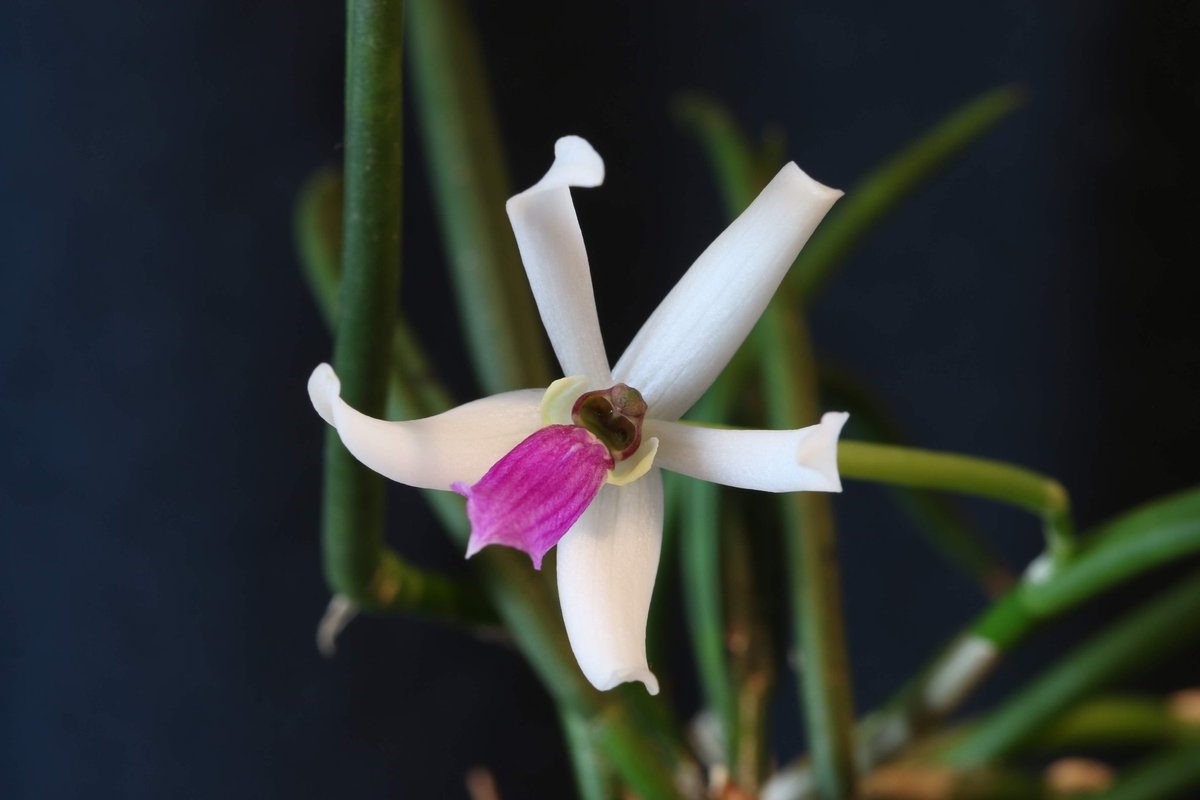 PetalSepalSpine's tweet photo. We have another quick #carecollab for you, this time on the #Leptotesbicolor. Hope you enjoy!
https://t.co/bhG2hEJt5Z
#leptotes #plantcare #orchidcare #orchidculture #careguide #plantcaretips #orchidcaretips #orchid #orchids #plant #plants #plantas #orquideas #flores #flowers https://t.co/8q7jwBclnU