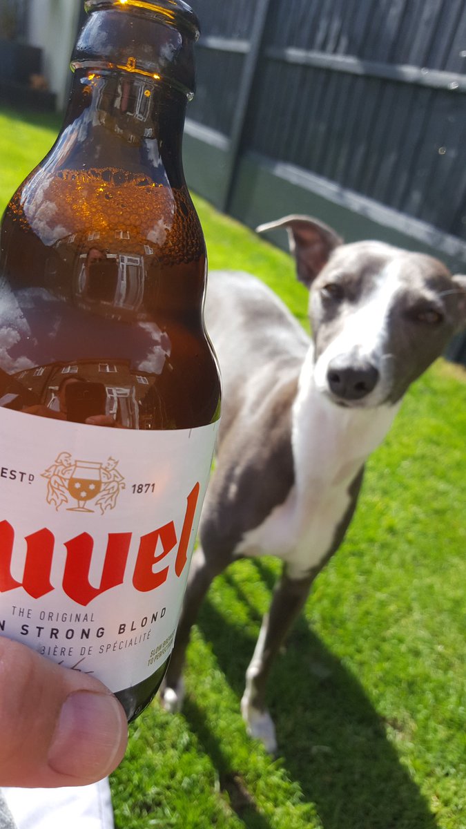 nobby_1973's tweet photo. Nice bottle of @DuvelBelgium in the sun I think Poppy approves #beer #summer #fuckit #letsgetpissed https://t.co/5wDjynC6kT