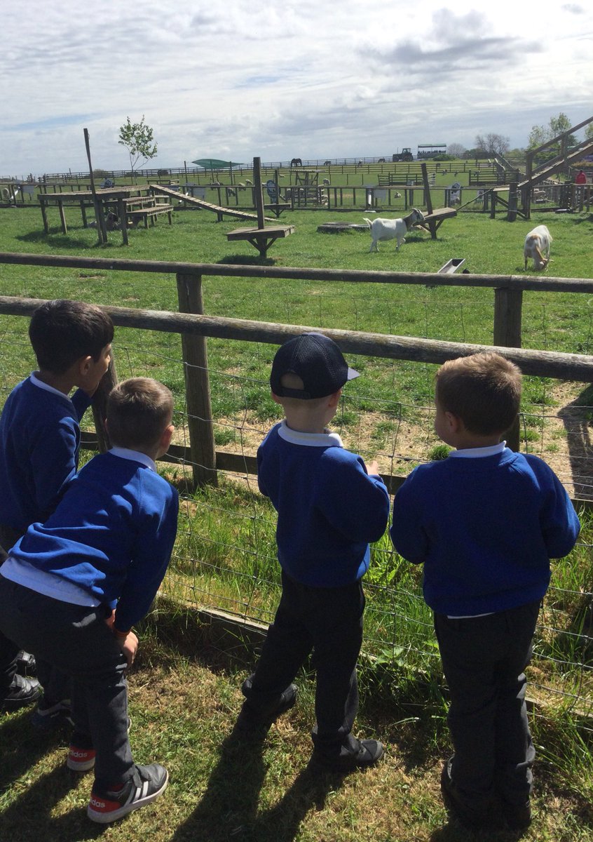 gfprimarycov's tweet image. Reception thoroughly enjoyed their trip to Hatton Farm today. We have fed the animals, been on a tractor ride and had fun on the soft play. We will all sleep well tonight! ☀️🐮🐷🐔 #GFReception #funonthefarm