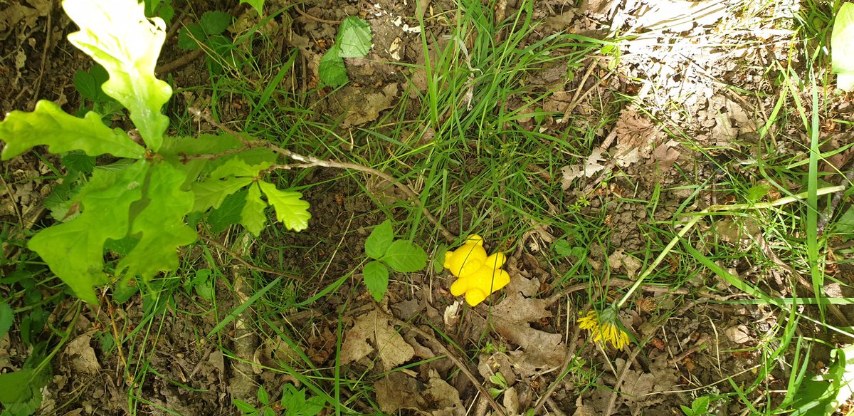 ChilternY4's tweet photo. Bear hunt today for our Outdoor Adventure Club! We learnt about #camoflague #bearhunt #outdoorlearning @YPTE @PagesAwards #comparebears #science https://t.co/DO8hbW0dZa
