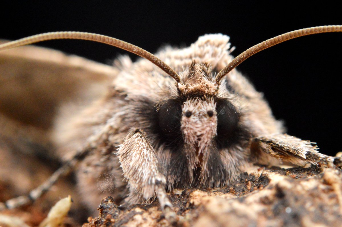SharpsJJ's tweet photo. Early grey (Xylocampa areola)! Despite the monotone colours, he definitely has some pretty pattern.🤍
~
#macrophotography #moth #xylocampaaureola #earlygrey #lepidoptera #Entomology https://t.co/tTZ8hsiBfS