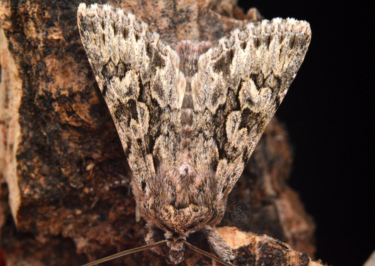 SharpsJJ's tweet photo. Early grey (Xylocampa areola)! Despite the monotone colours, he definitely has some pretty pattern.🤍
~
#macrophotography #moth #xylocampaaureola #earlygrey #lepidoptera #Entomology https://t.co/tTZ8hsiBfS