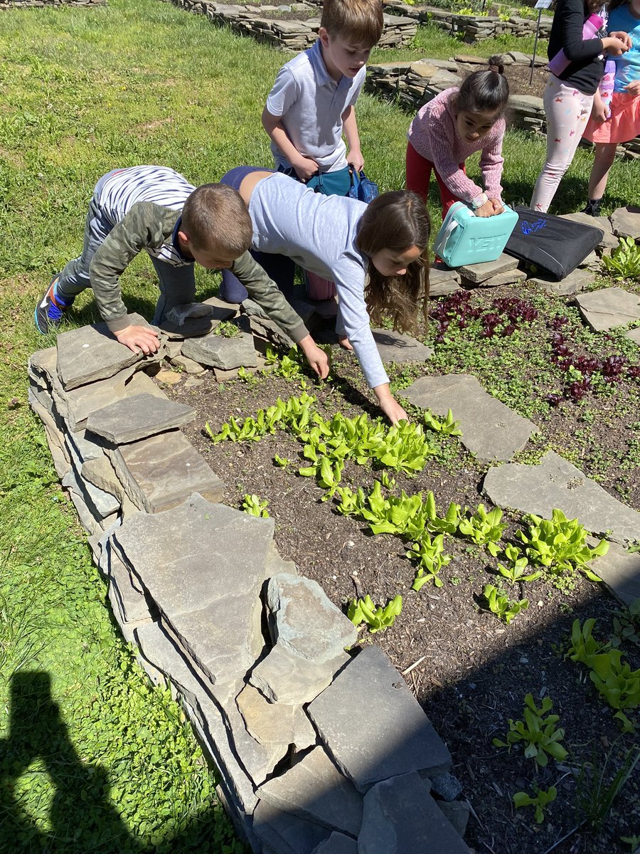 mrsv1stgrade's tweet photo. Checking on our Butter King Lettuce 🥬 and clearing out the weeds. @fhrgardenlab 
#FHRes22
@FHRsFABFIRSTIES
@FHRRavens1
#1stgrfun https://t.co/BwWB76u5Jk
