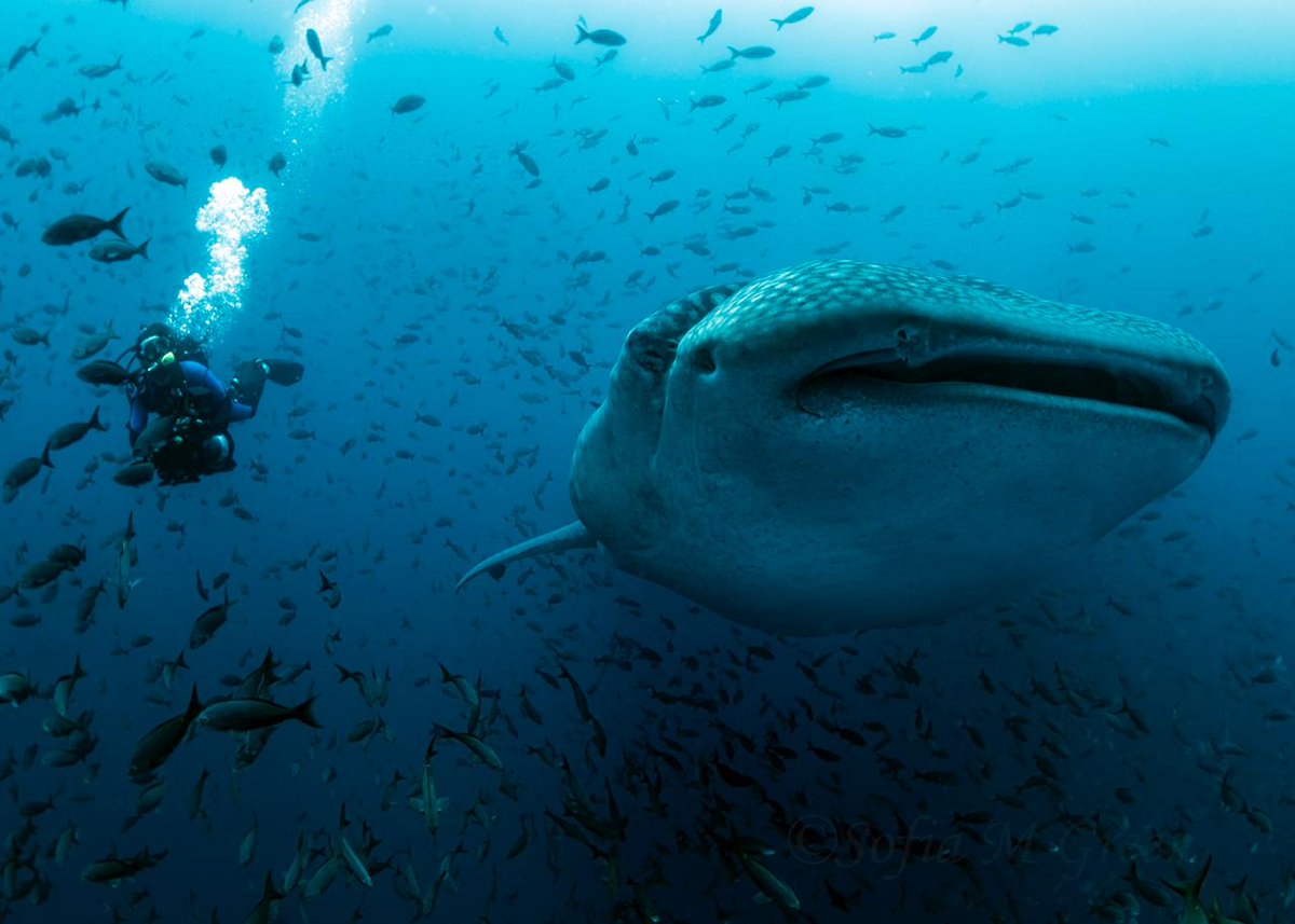 Whale sharks are the world’s largest fish 🦈 However, their populations are falling.

📸 © Sofia Green