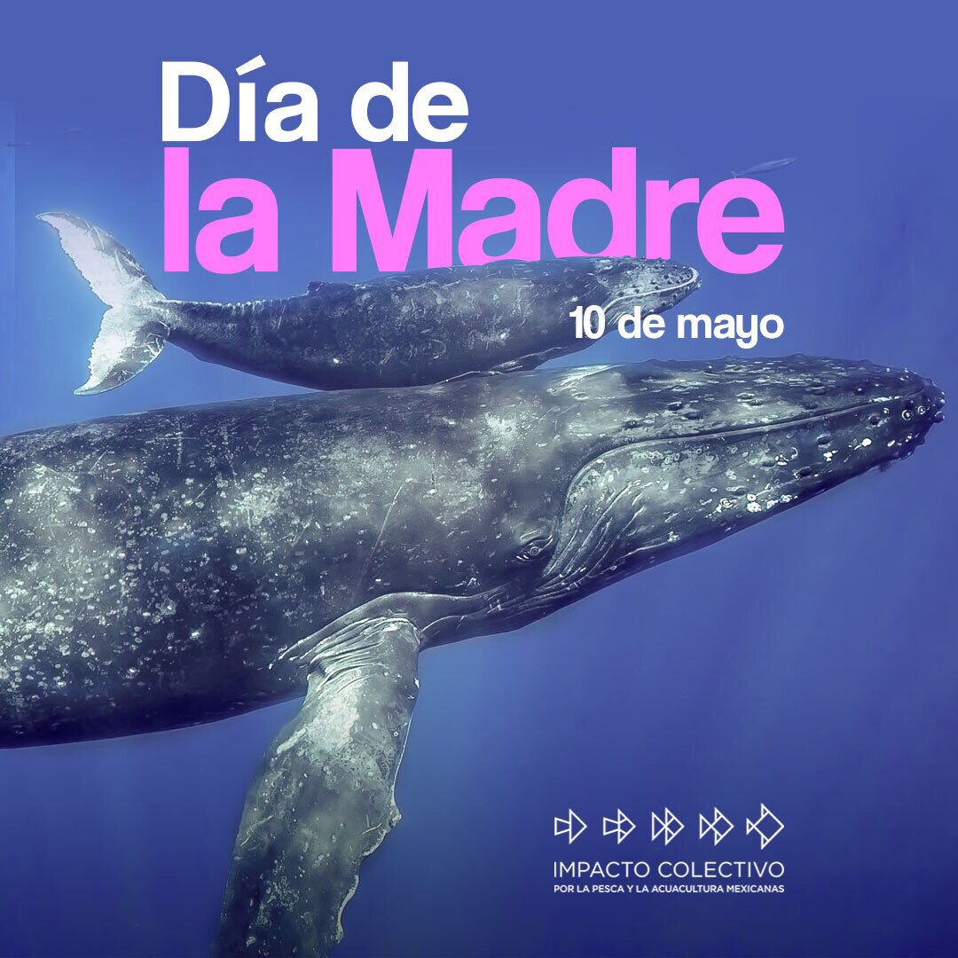 ICPMX1's tweet photo. Inmenso, profundo, generoso y fuente de vida, así es el amor de mamá: como el mar. Feliz #DíaDeLaMadre https://t.co/AGqHnHpejA