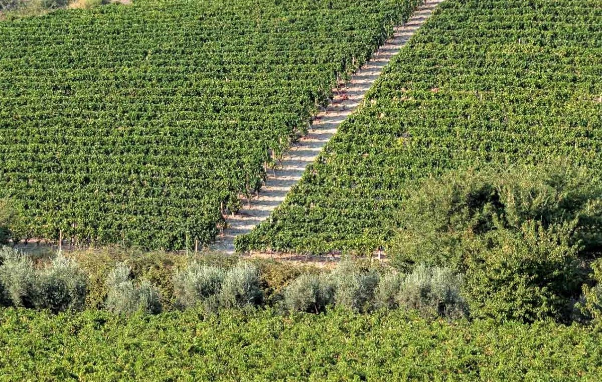 Il #DucaSanfelice #Librandi è un #CiròDoc Rosso Classico Superiore Riserva
#Cru da un unico vigneto di vecchie viti #gaglioppo allevate ad #alberello continua ad arricchire l’espressività del suo profilo e la dote di complessità e tipicità aromatica

#CiròMarina
#Calabria