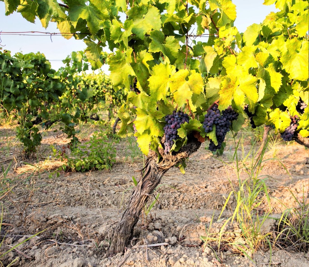 Gianfranco Manfredi tweet media