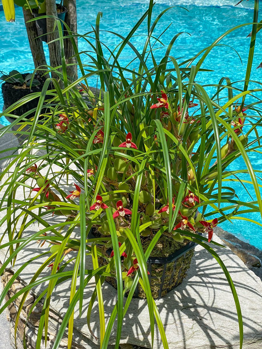 OrchidGroves's tweet photo. 6 years ago vs today 🥥 #Maxillariatenuifolia #Orchid #CoconutOrchid #Flowers #MyGarden #OrchidGroves https://t.co/lNp7pLiJKk