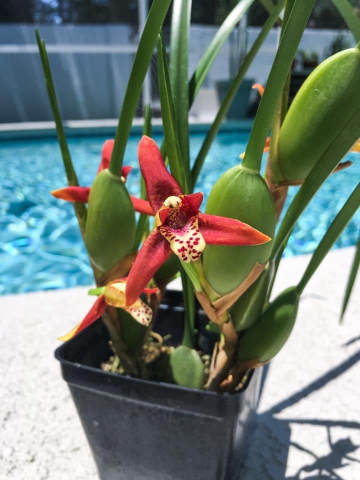 OrchidGroves's tweet photo. 6 years ago vs today 🥥 #Maxillariatenuifolia #Orchid #CoconutOrchid #Flowers #MyGarden #OrchidGroves https://t.co/lNp7pLiJKk
