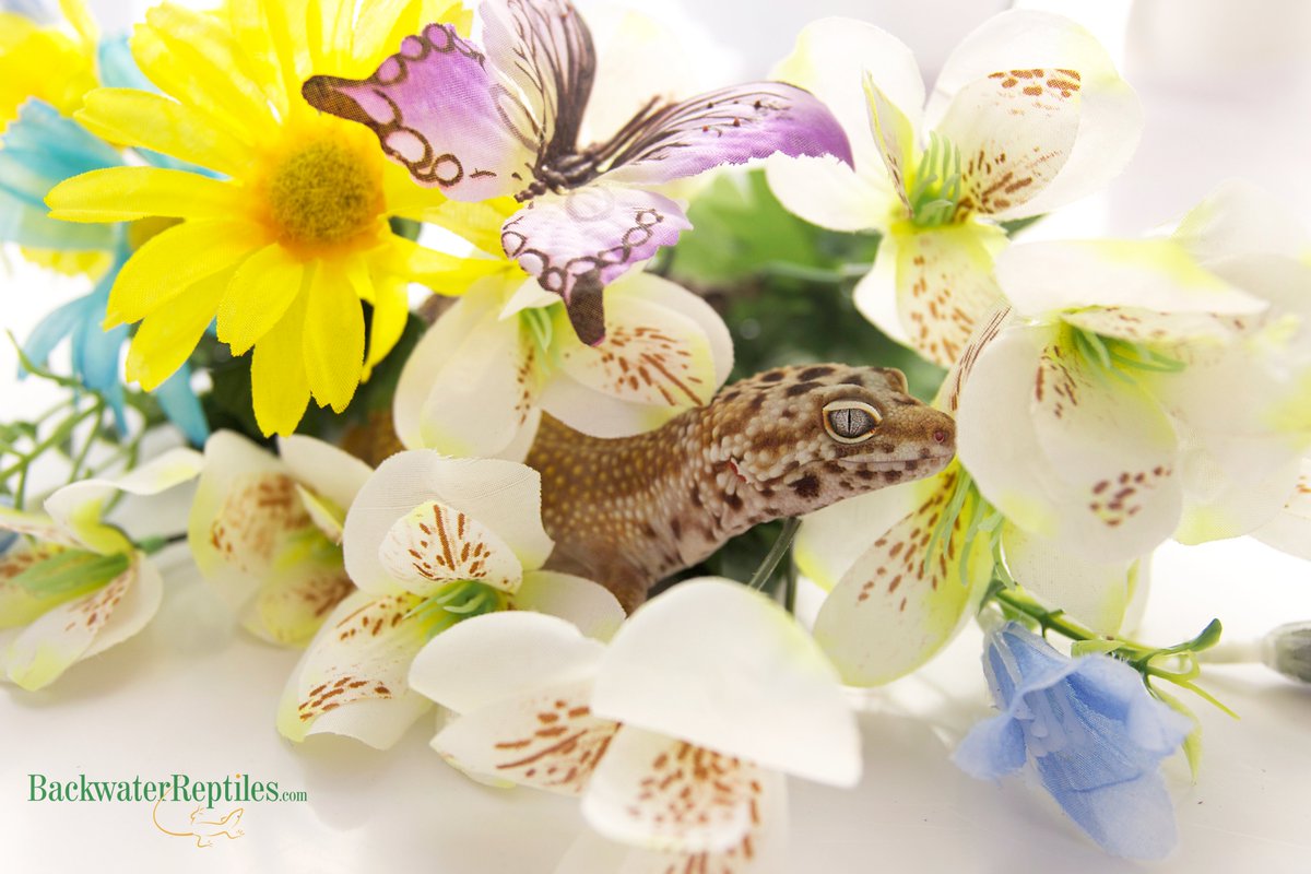 Backwater Reptiles tweet media