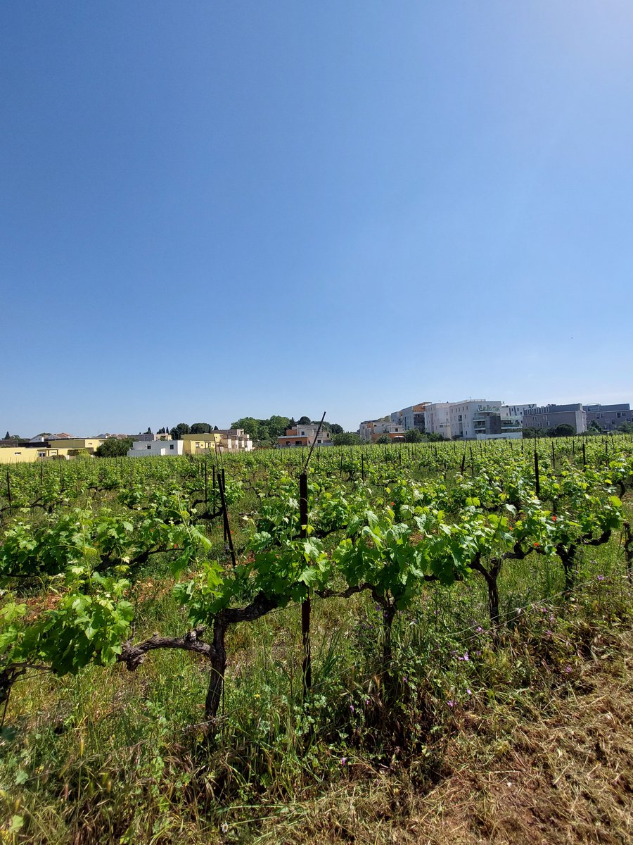 De commissie landbouw van het Vlaams Parlement doet inspiratie op in het buitenland. Ze bezoeken landbouwprojecten in een sterk verstedelijkte context. Eerste stop Montpellier. ILVOatSociety gidst en duidt samen met de collega's van INRAe.