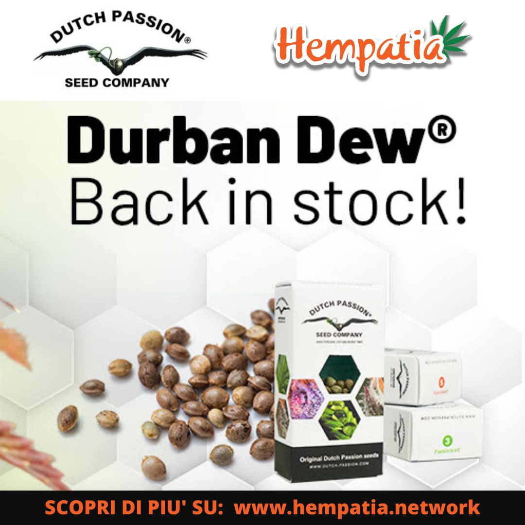 Dutch Passion Durban Dew è di nuovo disponibile!!

Acquistala subito su Hempatia Network: bit.ly/3M0Rqgj

#durbandew #dutchpassion