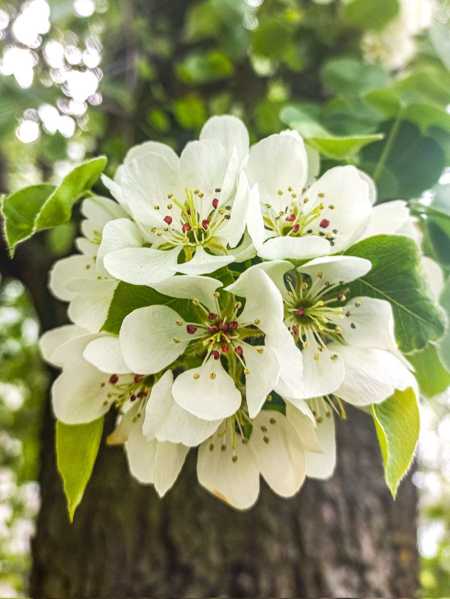 VikiYakimush's tweet photo. Have a great evening! 💐 
#thicktrunktuesday #trees 🍐 #flowers #NaturePhotography #NaturalBeauty https://t.co/9wGDMz1txL