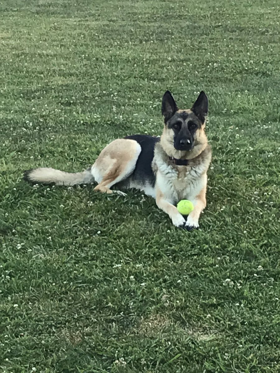 WattsAdvisor's tweet photo. Mornings with Murphy. #rescue. https://t.co/qoZifddxsn