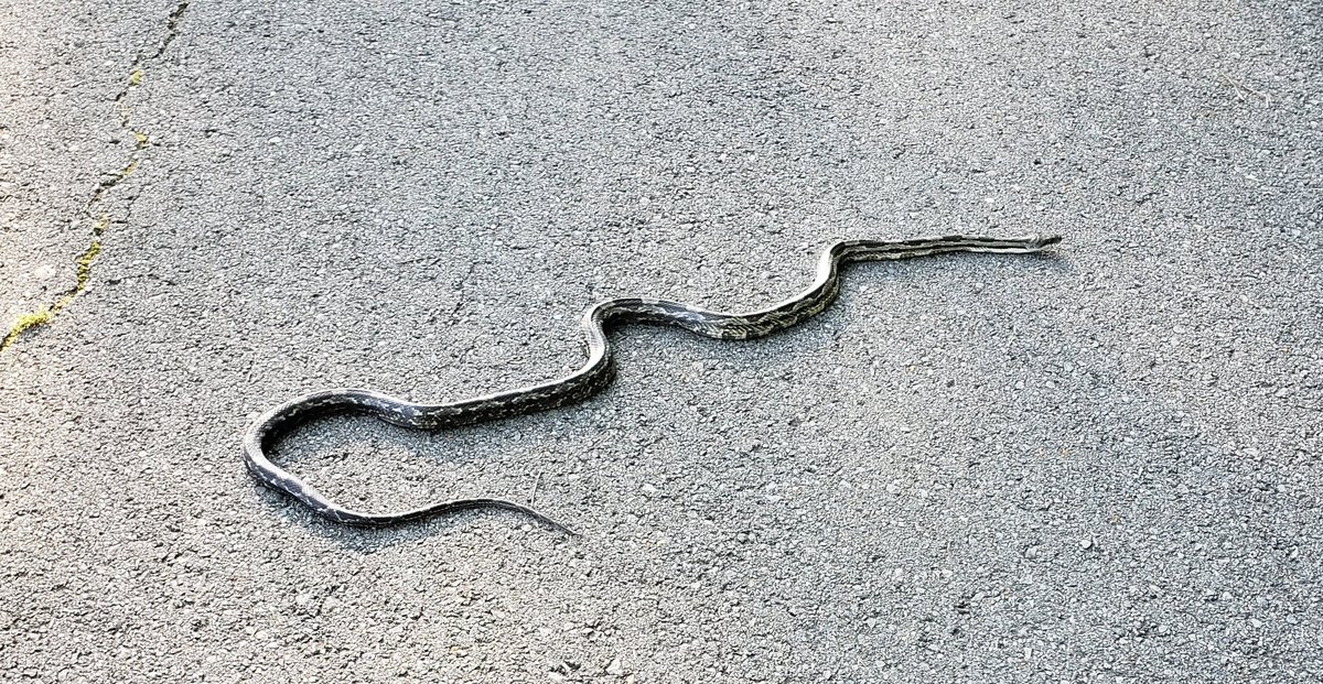 BillyZ313's tweet photo. Got to see this awesome snake while on a hike yesterday evening! https://t.co/qJqAYFR86z