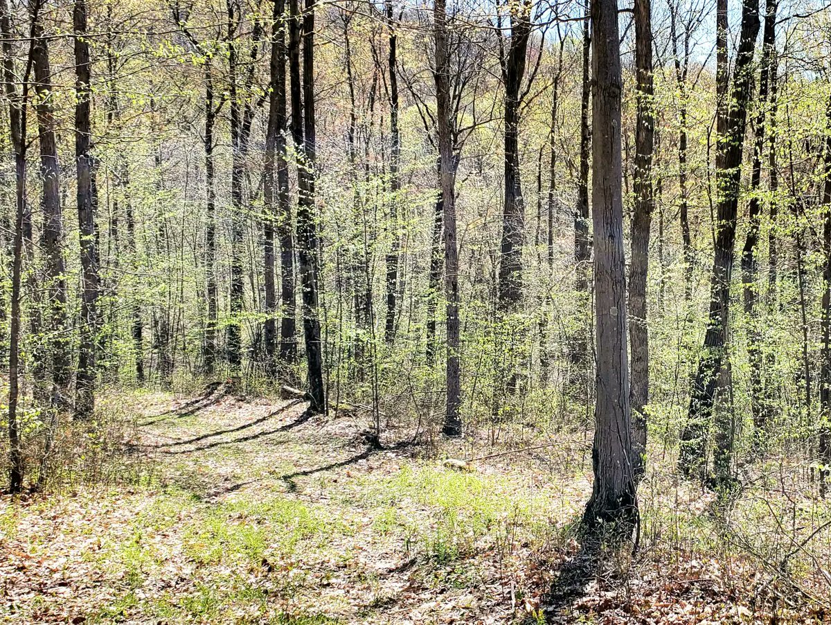 iamrobhensley's tweet photo. Morning walk. Saw horses in the orchard. Went into the woods - a few more birch trees, and it'd be a Robert Frost poem! Have a beautiful week. ๐ #vanlife #tinycampervan #fordtransitconnectconversion #lifeontheroad #creativeonthego #hittheroad #outandabout #writer #contentcreator https://t.co/pqZdau53LK