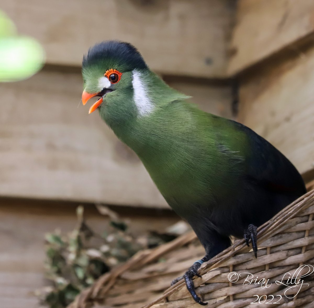 brglilly's tweet image. White-cheeked turaco @exmoorzoo @TuracoSociety #turaco