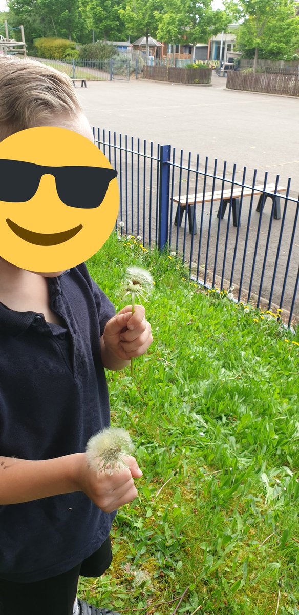 ChilternY4's tweet photo. At the end of the club, we just had enough time to play 'one o'clock' with the dandelion seed heads. Great counting and discussion around seed dispersal. #science #maths #EYFS https://t.co/n5IWsXVYtx