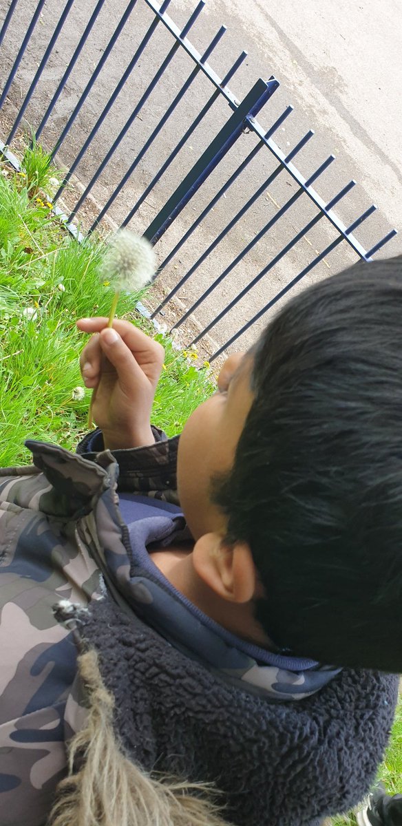 ChilternY4's tweet photo. At the end of the club, we just had enough time to play 'one o'clock' with the dandelion seed heads. Great counting and discussion around seed dispersal. #science #maths #EYFS https://t.co/n5IWsXVYtx