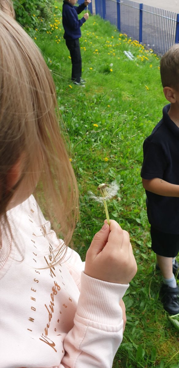 ChilternY4's tweet photo. At the end of the club, we just had enough time to play 'one o'clock' with the dandelion seed heads. Great counting and discussion around seed dispersal. #science #maths #EYFS https://t.co/n5IWsXVYtx