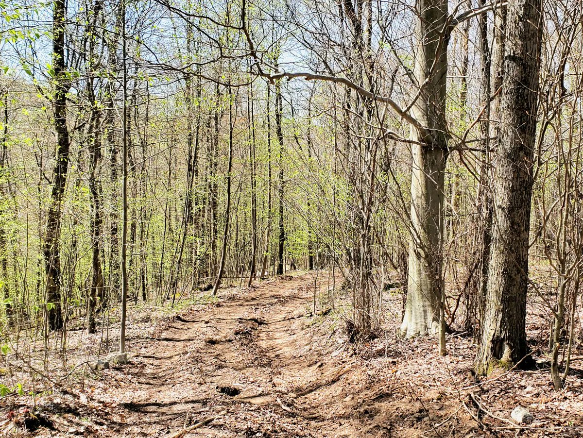 iamrobhensley's tweet photo. Morning walk. Saw horses in the orchard. Went into the woods - a few more birch trees, and it'd be a Robert Frost poem! Have a beautiful week. ๐ #vanlife #tinycampervan #fordtransitconnectconversion #lifeontheroad #creativeonthego #hittheroad #outandabout #writer #contentcreator https://t.co/pqZdau53LK