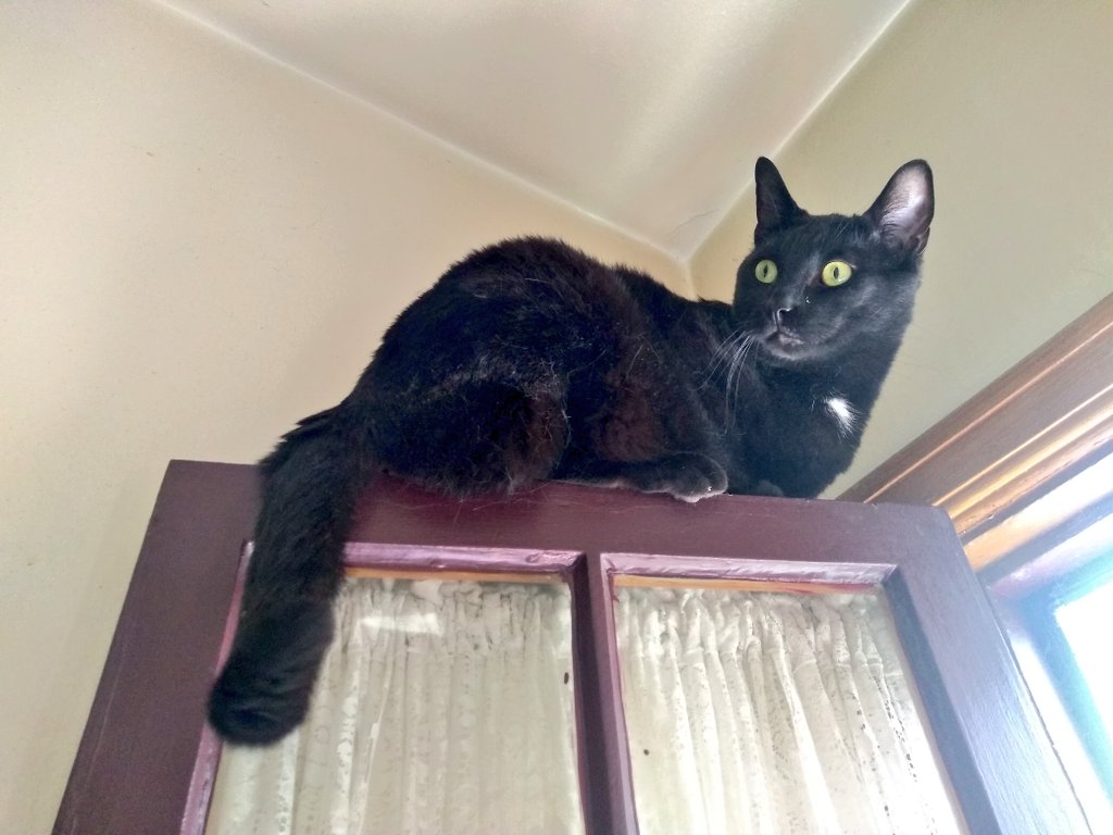 TeamBobFamily's tweet photo. I"m not trying to escape... am just making sure the window is secure and safe for the rest of the TeamBob cats.. i swears ๐น
~PanFurManFur Guy~
#CatsOfTwitter #cats #windowprotection #safetyfirst
https://t.co/s3ujaUCJa1 https://t.co/rb3n1DVVAo