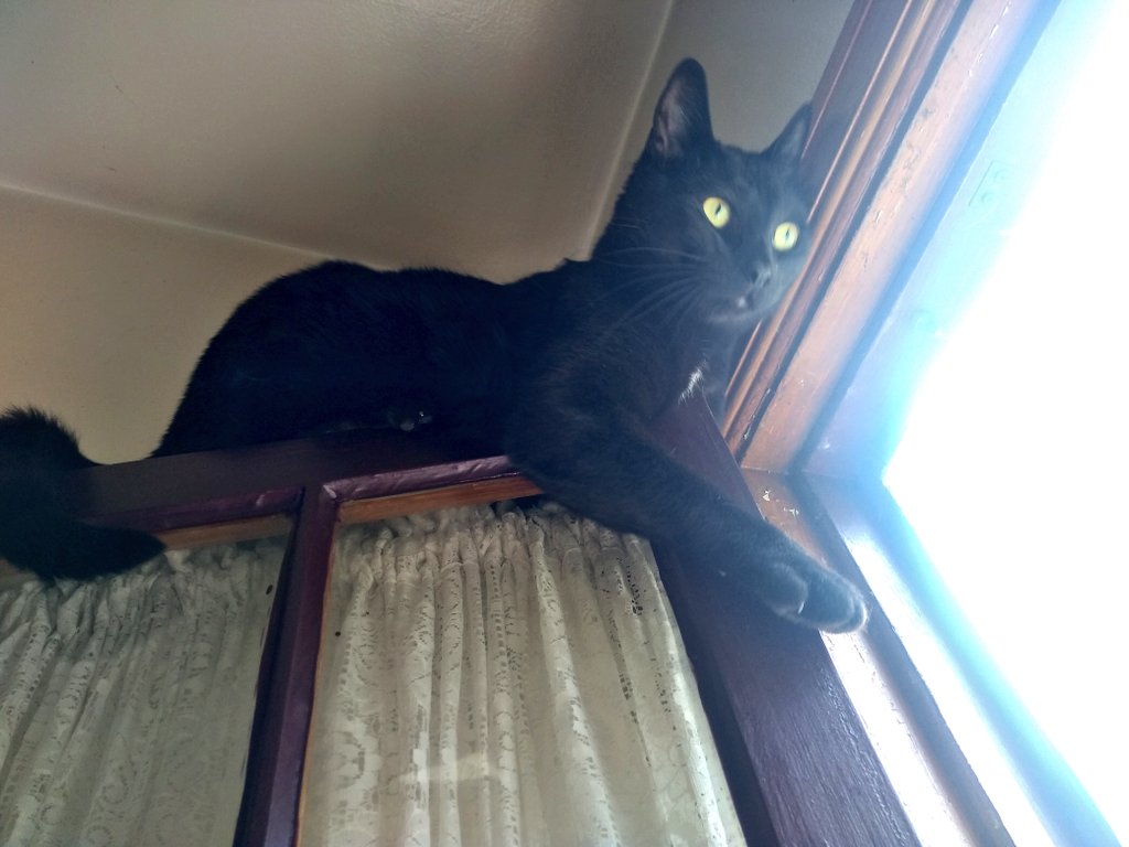 TeamBobFamily's tweet photo. I"m not trying to escape... am just making sure the window is secure and safe for the rest of the TeamBob cats.. i swears ๐น
~PanFurManFur Guy~
#CatsOfTwitter #cats #windowprotection #safetyfirst
https://t.co/s3ujaUCJa1 https://t.co/rb3n1DVVAo