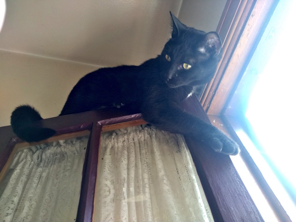 TeamBobFamily's tweet photo. I"m not trying to escape... am just making sure the window is secure and safe for the rest of the TeamBob cats.. i swears ๐น
~PanFurManFur Guy~
#CatsOfTwitter #cats #windowprotection #safetyfirst
https://t.co/s3ujaUCJa1 https://t.co/rb3n1DVVAo