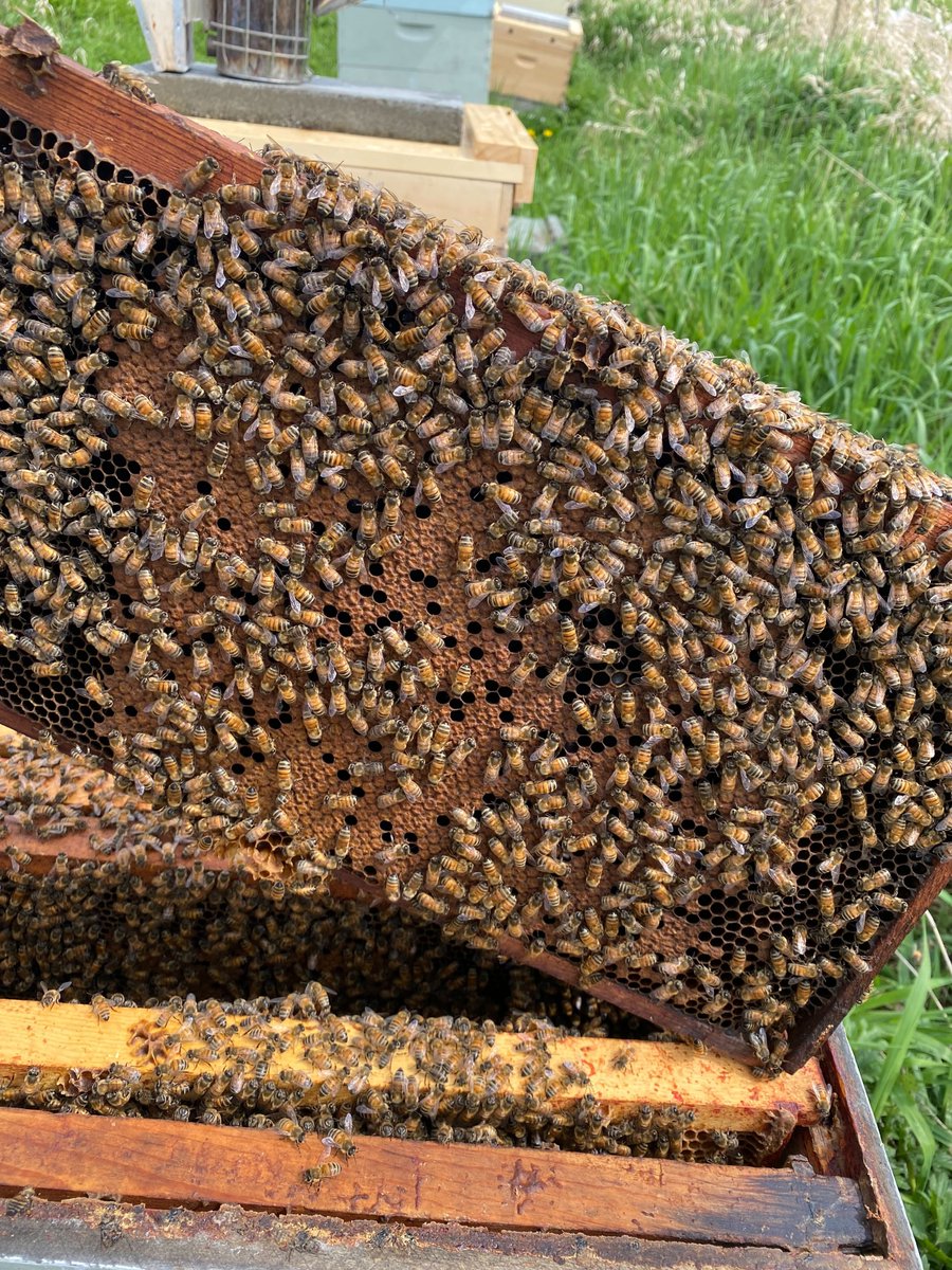 BestBees's tweet image. We can't get over this incredible #broodpattern from Washington state! 😍 What do you want to know about observing brood patterns and what we can learn from them?