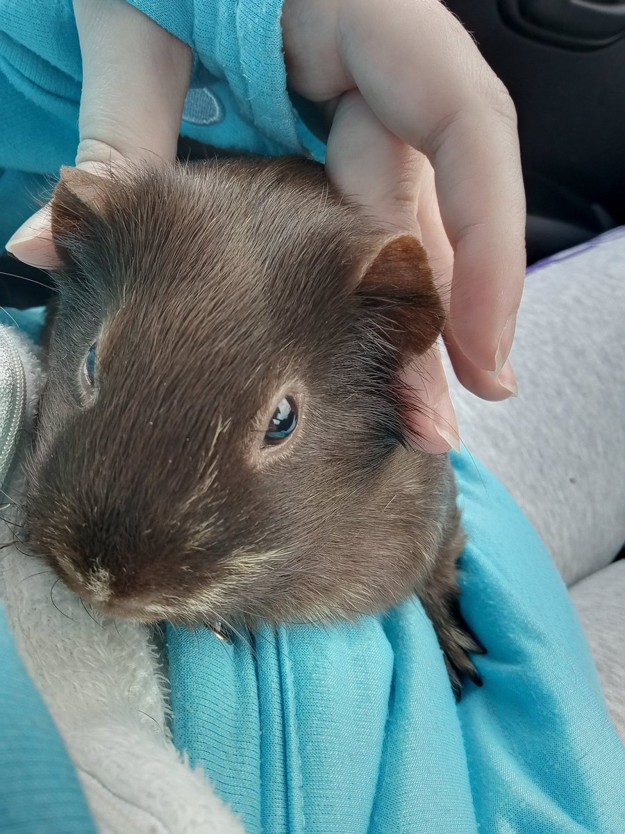 CavyShenanigans's tweet photo. Millie has a helpful guide to ears 😁 
Picture 1: peeg earsies
Picture 2: ratte earsies
Picture 3: mous earsies
Picture 4: hampter earsies https://t.co/S41TiMpjzw