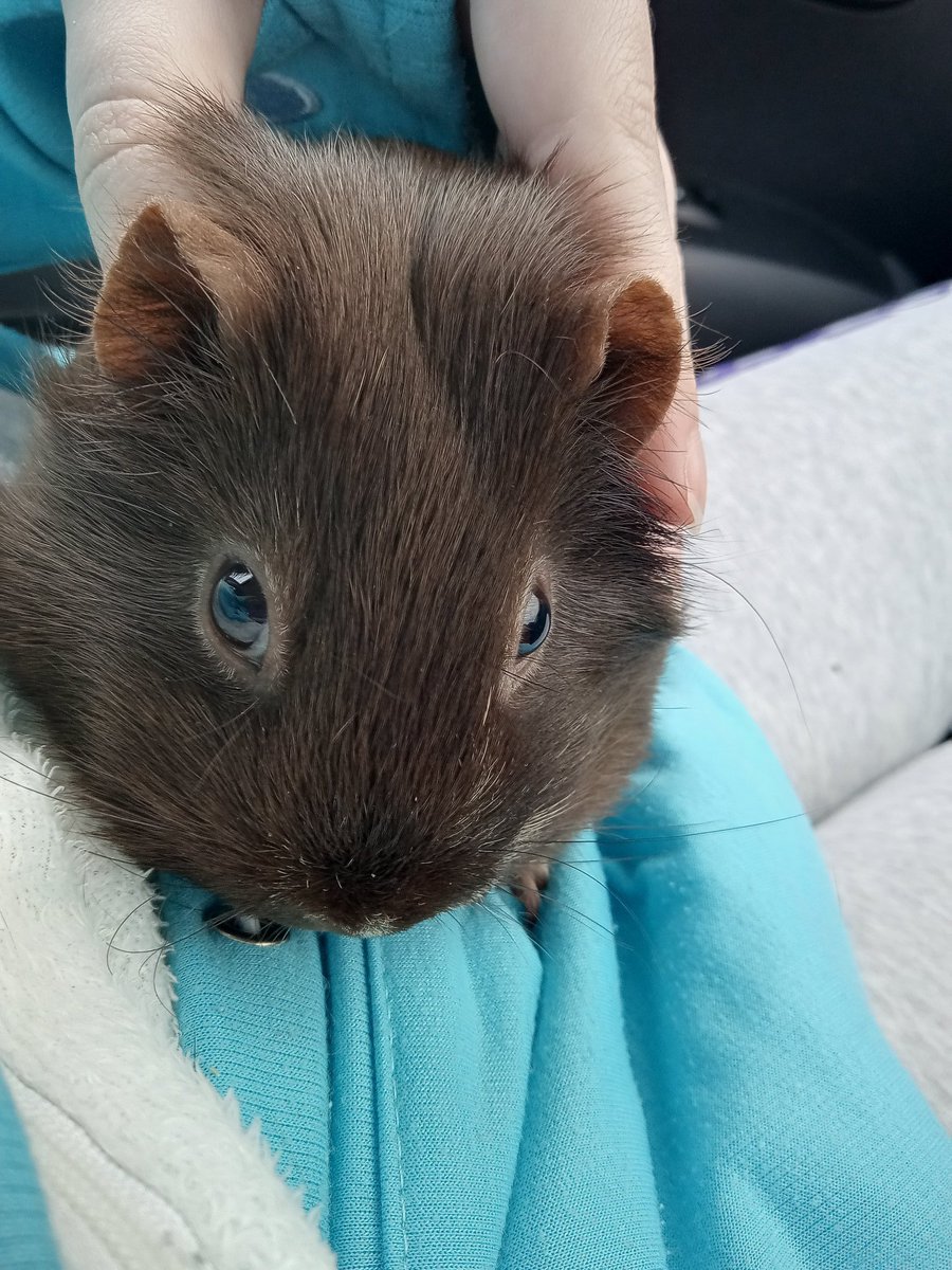 CavyShenanigans's tweet photo. Millie has a helpful guide to ears 😁 
Picture 1: peeg earsies
Picture 2: ratte earsies
Picture 3: mous earsies
Picture 4: hampter earsies https://t.co/S41TiMpjzw