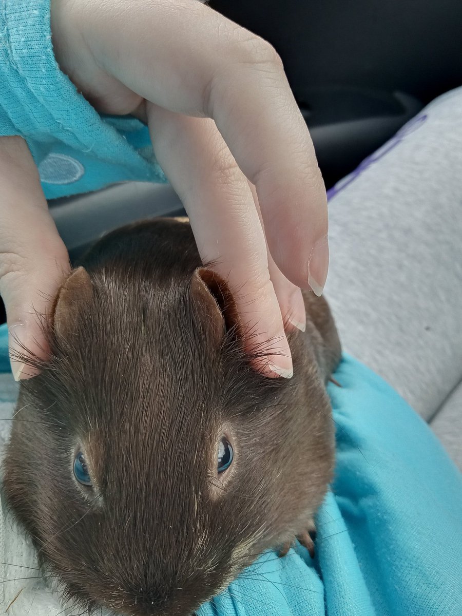 CavyShenanigans's tweet photo. Millie has a helpful guide to ears 😁 
Picture 1: peeg earsies
Picture 2: ratte earsies
Picture 3: mous earsies
Picture 4: hampter earsies https://t.co/S41TiMpjzw