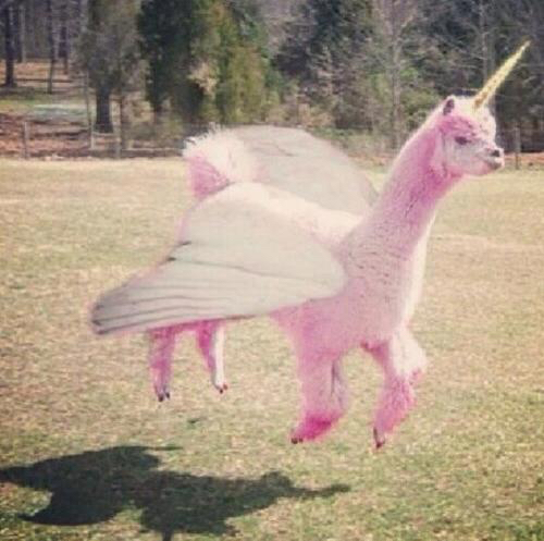 AbdelMajidMess4's tweet photo. @LlamascapeNFT make some flying lama https://t.co/LDoRx928ii