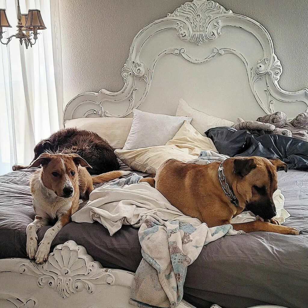 ThatBitchChuck's tweet photo. They are pretty cute wham they're quiet.
🐶
🐾
🤎
#Finn #FinnChester #FinnARoo #FN2187 #FinnStagram #AustralianShepherd
🐶
#Oliver #Ollie #OllieDoo #OllieStagram #Mastiff #GermanShepard
🐶
#Rhodey #Rhodster #RhodeyRoo #RhodeyStagram #HerdingDog
🤎… https://t.co/FscIEuEkam https://t.co/sjMEaAZ2wC