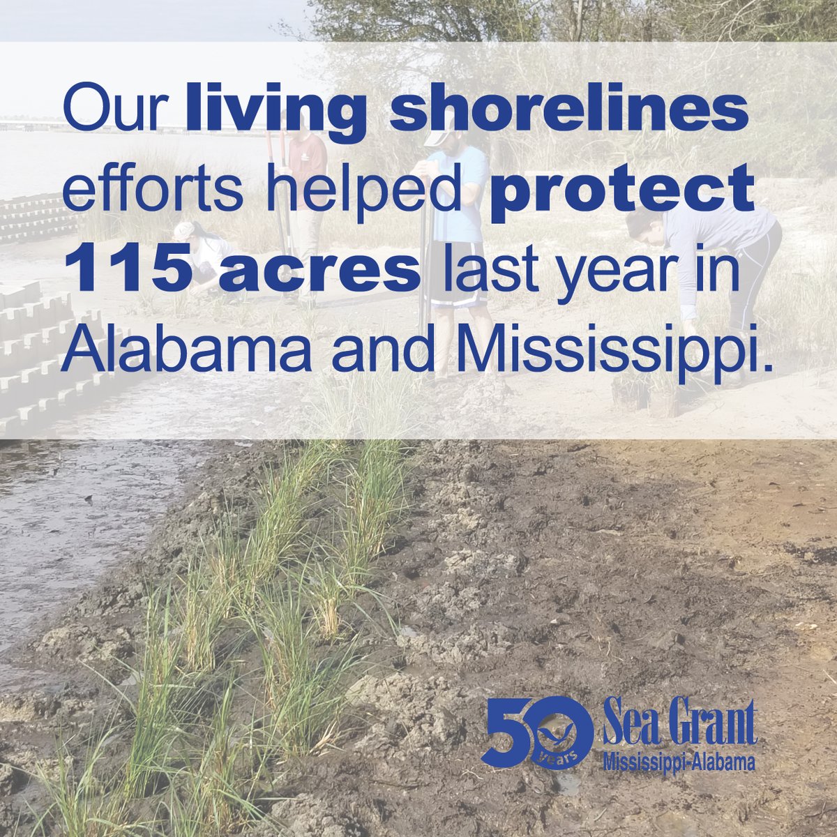 MSALSeaGrant's tweet photo. Living shorelines protect land from erosion while maintaining the intertidal habitat that is extremely important for producing ecosystem functions and services. #MASGC50 https://t.co/4ggydBSE2M https://t.co/JBlYpaLvXd
